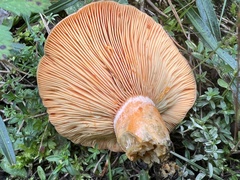 Lactarius deterrimus