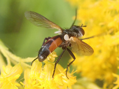 Cylindromyia intermedia