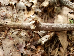 Marasmiellus candidus