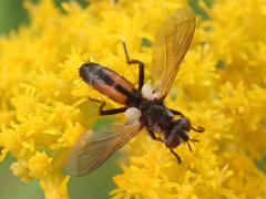 Cylindromyia intermedia