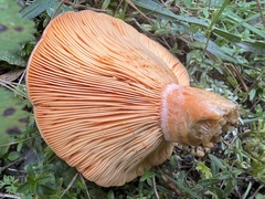 Lactarius deterrimus