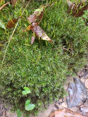 Atrichum undulatum