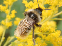Bombus rupestris