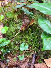 Atrichum undulatum