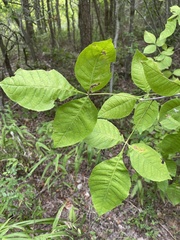 Ptelea trifoliata