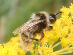 Bombus rupestris