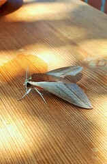 Theretra alecto
