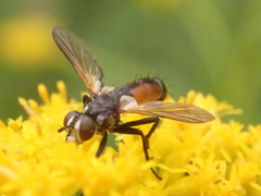 Cylindromyia intermedia