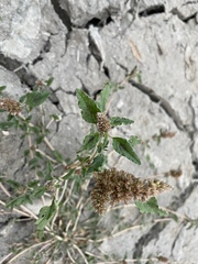 Amaranthus deflexus