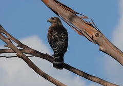 Buteo lineatus elegans