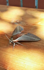 Theretra alecto