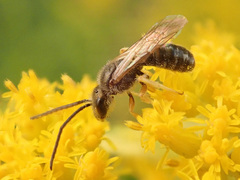 Halictus confusus