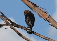 Buteo lineatus elegans