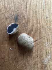 Scleroderma areolatum