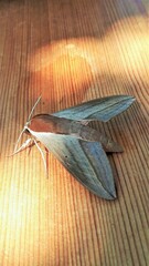 Theretra alecto