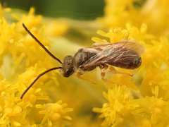 Halictus confusus