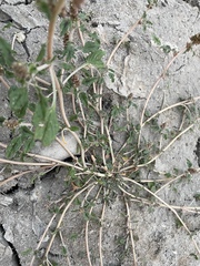 Amaranthus deflexus