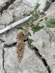 Amaranthus deflexus