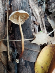 Mycetinis scorodonius