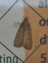 Amphipyra tragopoginis