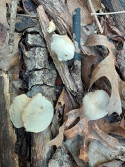 Mycetinis scorodonius