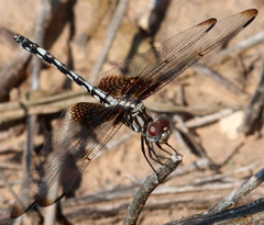 Dythemis fugax