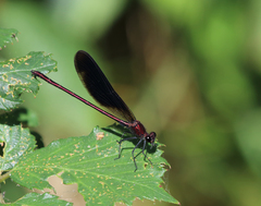 Calopteryx haemorrhoidalis