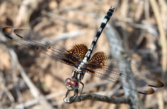 Dythemis fugax