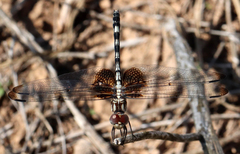 Dythemis fugax