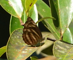 Neptis