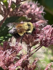 Bombus affinis