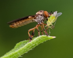 Holcocephala
