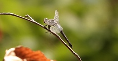 Libellula incesta