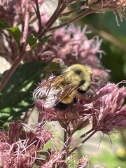 Bombus affinis