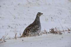 Tympanuchus phasianellus