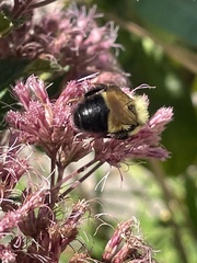 Bombus affinis