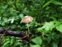 Mycena vitilis