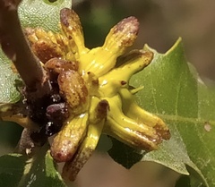 Andricus grossulariae