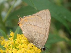 Thecla betulae
