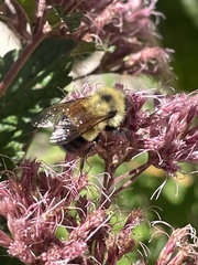 Bombus affinis