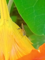 Tetragonisca fiebrigi