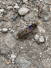 Platydracus maculosus