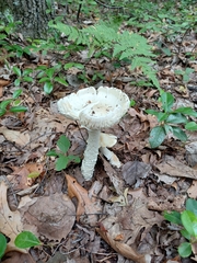 Saproamanita vittadinii