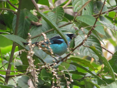 Tangara labradorides