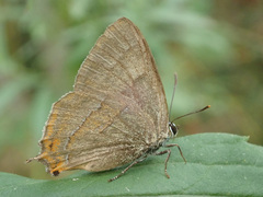 Thecla betulae