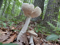 Saproamanita vittadinii
