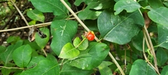 Lonicera periclymenum