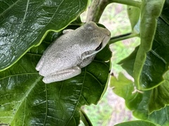 Osteopilus septentrionalis