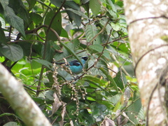 Tangara labradorides