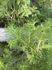 Abies lasiocarpa